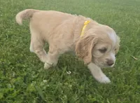 Willow's Yellow Collar, a female Cocker Spaniel for sale in Cadott, WI – 3 of 4