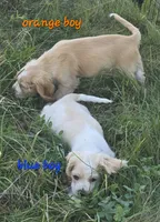 Oakley's Litter, blue collar, a male Cocker Spaniel for sale in Cadott, WI – 6 of 7