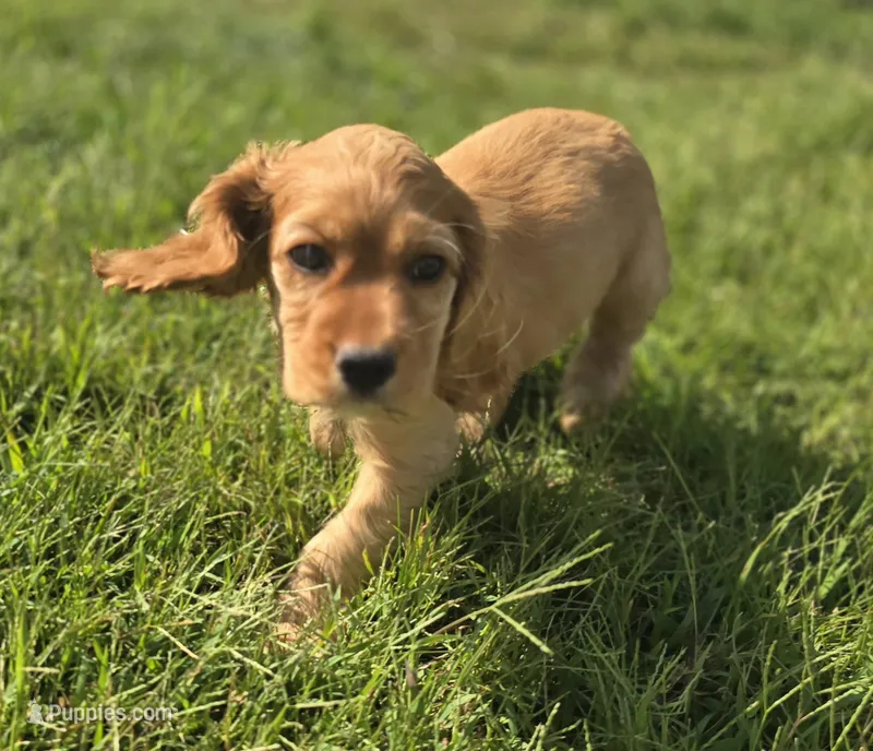 Oakley's Litter, yellow collar – Cocker Spaniel puppy for sale in Cadott, WI