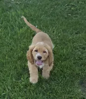 Bear, a male Cocker Spaniel for sale in Cadott, WI – 1 of 3