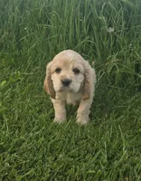 Willow's Black Collar, a male Cocker Spaniel for sale in Cadott, WI – 5 of 7