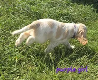 Oakley's Litter, purple collar, a female Cocker Spaniel for sale in Cadott, WI – 2 of 3