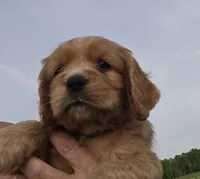 Willow's Pink Collar, a female Cocker Spaniel for sale in Cadott, WI – 3 of 6