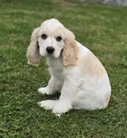 Oakley's Litter, black collar, a male Cocker Spaniel for sale in Cadott, WI – 7 of 9