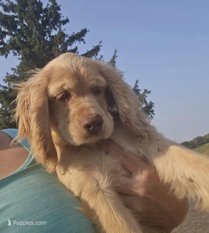 Willow's Yellow Collar – Cocker Spaniel puppy for sale in Cadott, WI