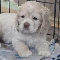 Mel, a female Cocker Spaniel for sale in Cadott, WI – Photo 1 of 7