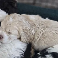 Mel, a female Cocker Spaniel for sale in Cadott, WI – Photo 4 of 7