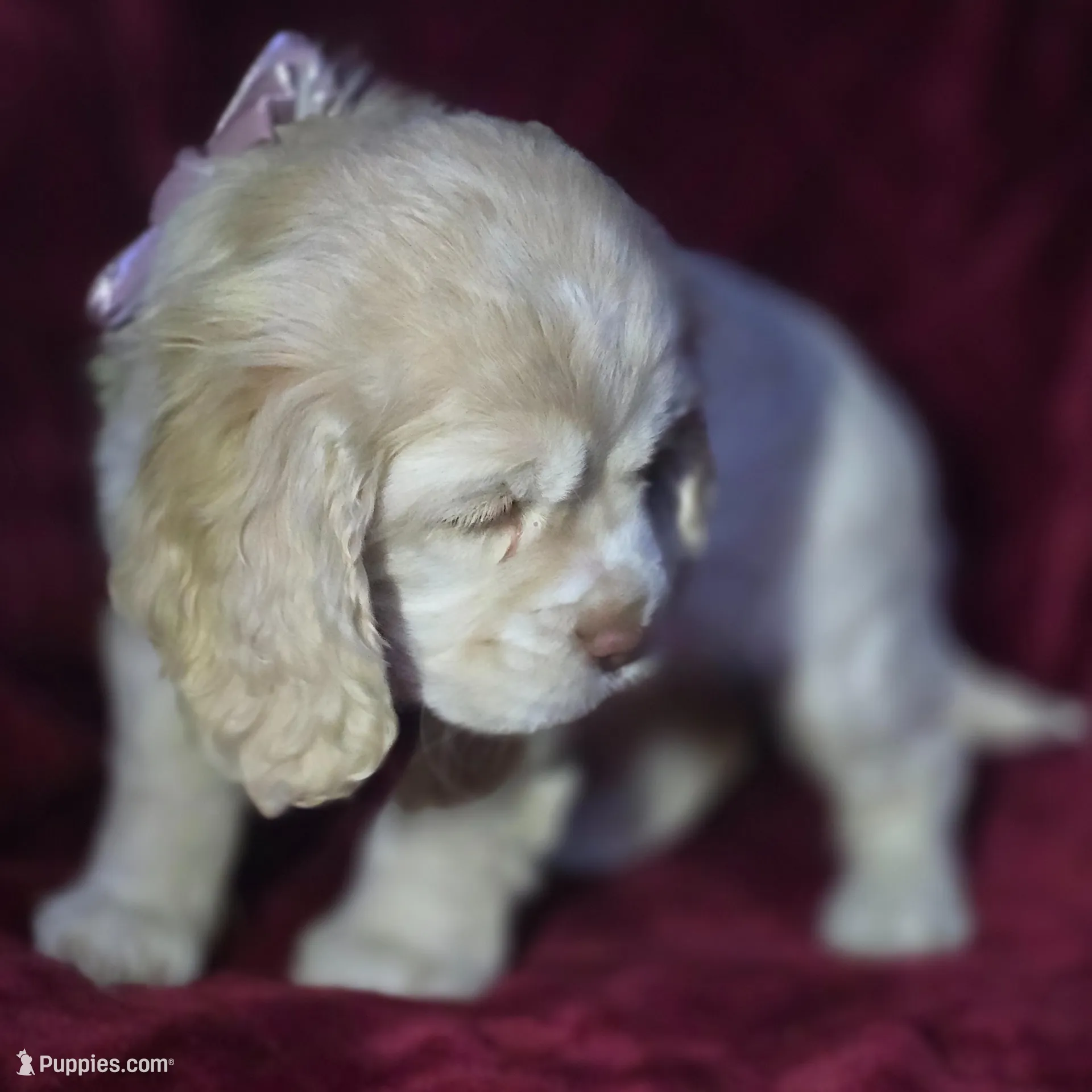 Mel, a female Cocker Spaniel for sale in Cadott, WI – Photo 2 of 7