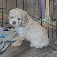 Mel, a female Cocker Spaniel for sale in Cadott, WI – Photo 3 of 7