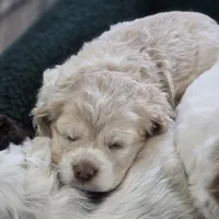 Mel, a female Cocker Spaniel for sale in Cadott, WI – Photo 7 of 7