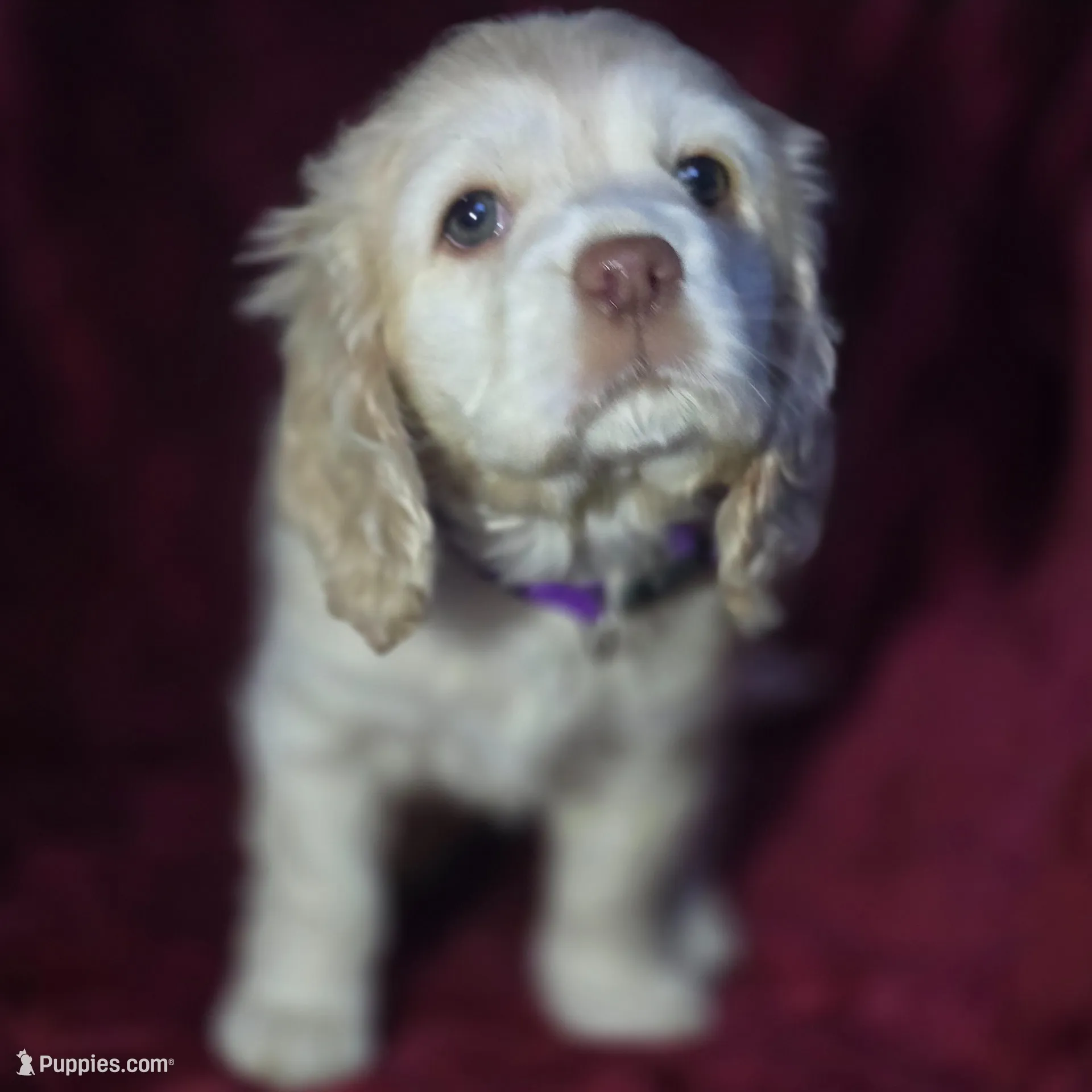 Mel, a female Cocker Spaniel for sale in Cadott, WI – Photo 5 of 7