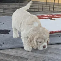 Mel, a female Cocker Spaniel for sale in Cadott, WI – Photo 6 of 7