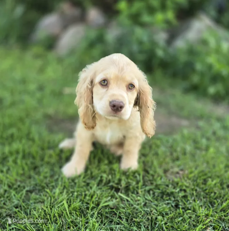 Willow's Green Collar – Cocker Spaniel puppy for sale in Cadott, WI