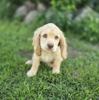 Willow's Green Collar, a female Cocker Spaniel for sale in Cadott, WI – 1 of 6