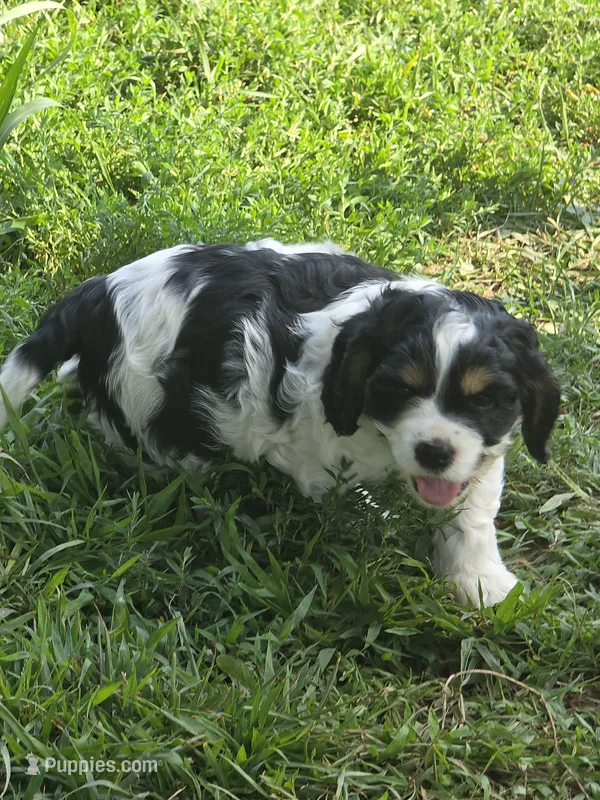 Sam, (for Uncle Sam)  – Cocker Spaniel puppy for sale in Cadott, WI