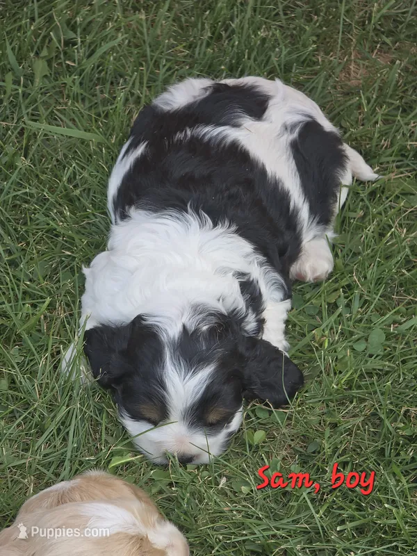 Sam, (for Uncle Sam) , a male Cocker Spaniel for sale in Cadott, WI – 1 of 1