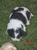 Sam, (for Uncle Sam) , a male Cocker Spaniel for sale in Cadott, WI – 1 of 1