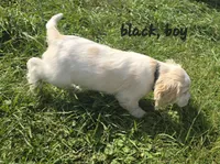 Oakley's Litter, black collar, a male Cocker Spaniel for sale in Cadott, WI – 5 of 9