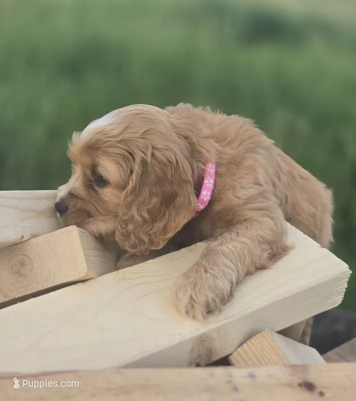 Willow's Pink Collar – Cocker Spaniel puppy for sale in Cadott, WI