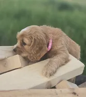 Willow's Pink Collar, a female Cocker Spaniel for sale in Cadott, WI – 1 of 6