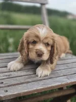 Willow' Red Collar, a female Cocker Spaniel for sale in Cadott, WI – 5 of 6