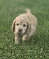 Willow's Green Collar, a female Cocker Spaniel for sale in Cadott, WI – 5 of 6