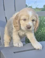 Willow's Yellow Collar, a female Cocker Spaniel for sale in Cadott, WI – 4 of 4