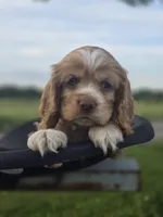 Willow' Red Collar, a female Cocker Spaniel for sale in Cadott, WI – 4 of 6