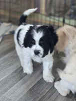 Mazie, a female Cocker Spaniel for sale in Cadott, WI – Photo 2 of 7