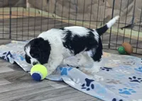 Mazie, a female Cocker Spaniel for sale in Cadott, WI – Photo 5 of 7