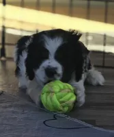 Mazie, a female Cocker Spaniel for sale in Cadott, WI – Photo 4 of 7