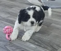 Mazie, a female Cocker Spaniel for sale in Cadott, WI – Photo 6 of 7