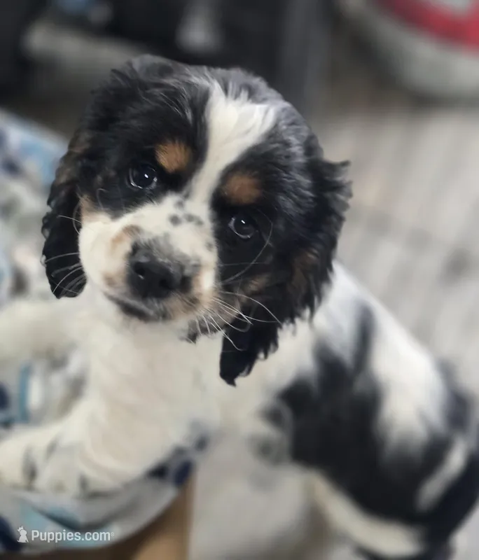 Mazie – Cocker Spaniel puppy for sale in Cadott, WI