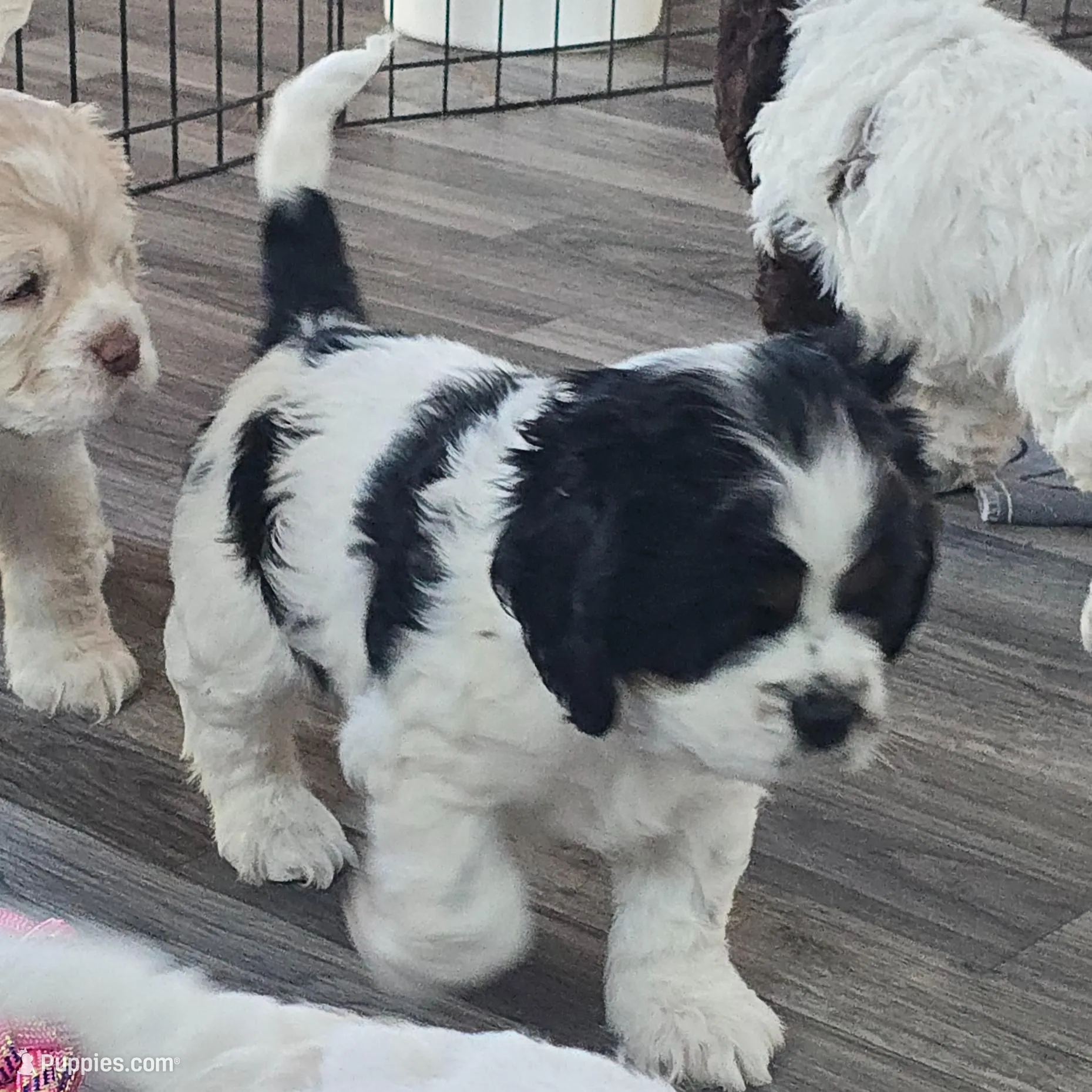 Mazie, a female Cocker Spaniel for sale in Cadott, WI – Photo 7 of 7