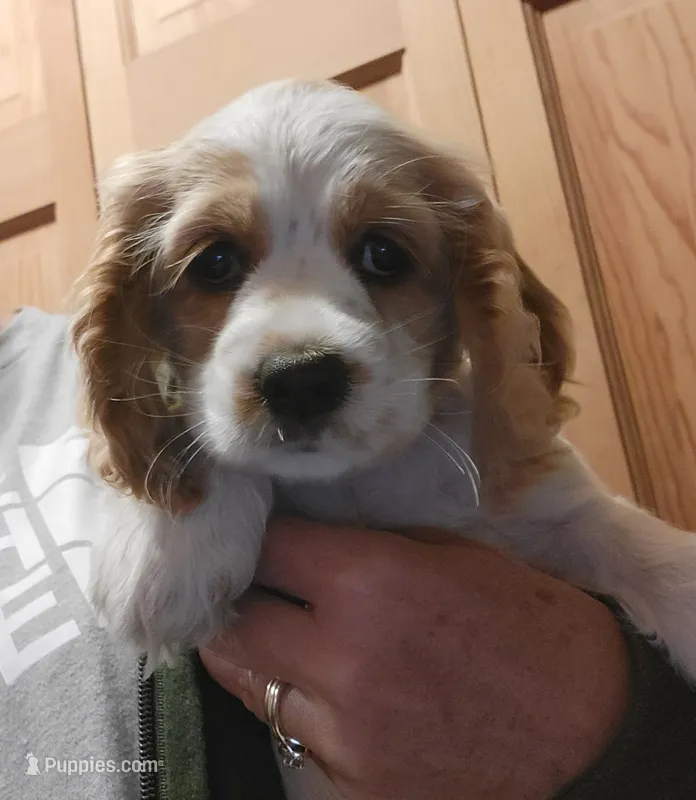 Oakley's Litter, purple collar – Cocker Spaniel puppy for sale in Cadott, WI