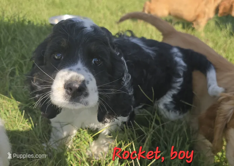 Rocket  – Cocker Spaniel puppy for sale in Cadott, WI