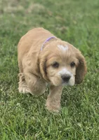 Willow's Purple Collar, a female Cocker Spaniel for sale in Cadott, WI – 3 of 9