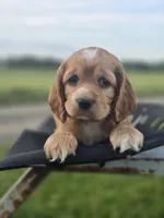 Willow's Brown Collar, a male Cocker Spaniel for sale in Cadott, WI – 2 of 8