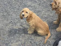 Bear, a male Cocker Spaniel for sale in Cadott, WI – 3 of 3