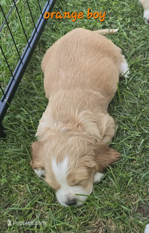 Oakley's Litter, orange collar – Cocker Spaniel puppy for sale in Cadott, WI