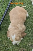 Oakley's Litter, orange collar, a male Cocker Spaniel for sale in Cadott, WI – 1 of 1