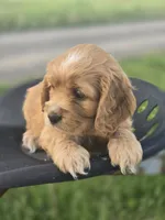 Willow's Pink Collar, a female Cocker Spaniel for sale in Cadott, WI – 2 of 6