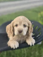 Willow's Green Collar, a female Cocker Spaniel for sale in Cadott, WI – 1 of 6