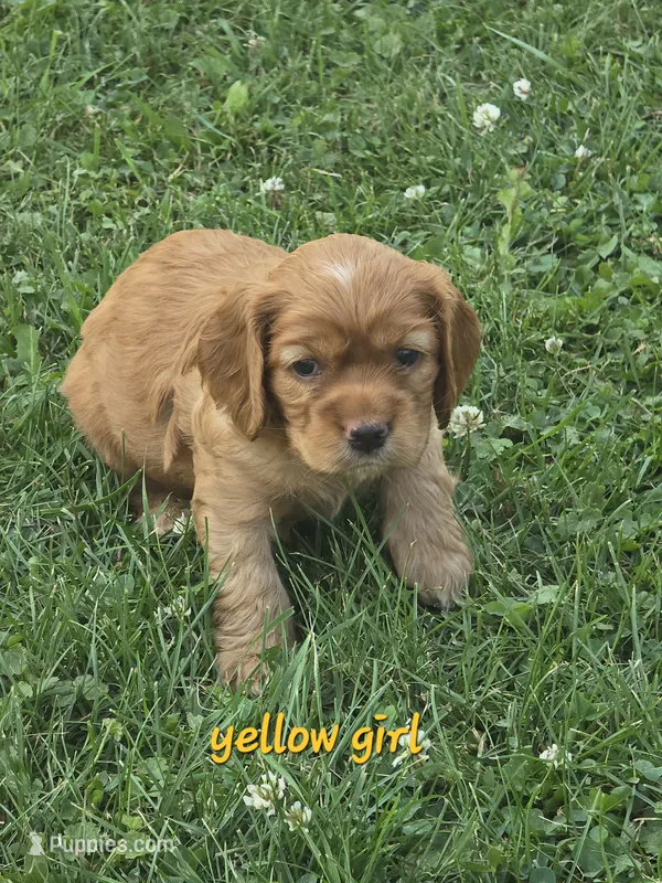 Oakley's Litter, yellow collar – Cocker Spaniel puppy for sale in Cadott, WI