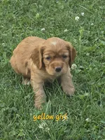 Oakley's Litter, yellow collar, a female Cocker Spaniel for sale in Cadott, WI – 1 of 1