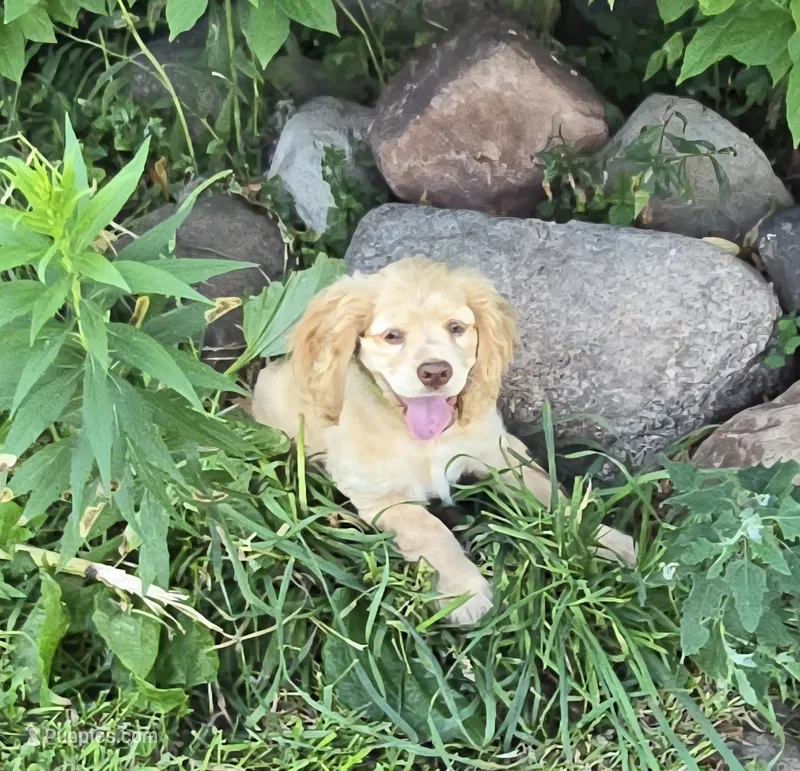 Willow's Yellow Collar – Cocker Spaniel puppy for sale in Cadott, WI
