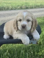 Willow's Yellow Collar, a female Cocker Spaniel for sale in Cadott, WI – 1 of 4