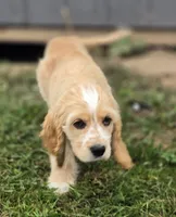 Oakley's Litter, orange collar, a male Cocker Spaniel for sale in Cadott, WI – 5 of 8