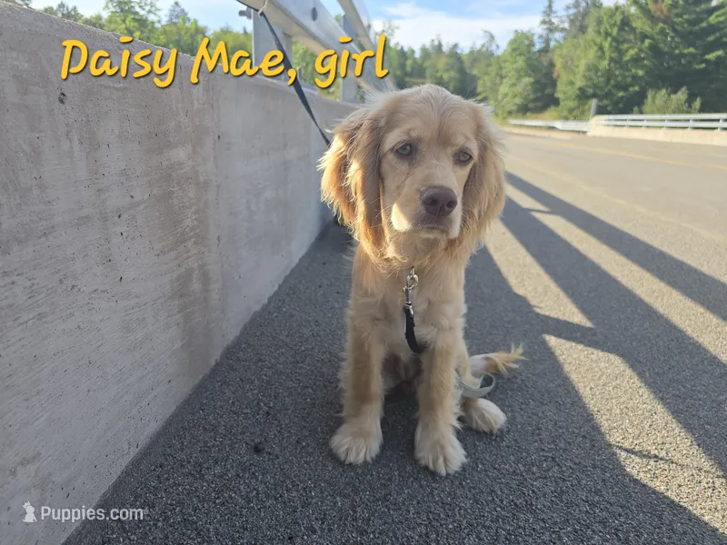 Willow's Yellow Collar – Cocker Spaniel puppy for sale in Cadott, WI