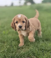 Willow's Brown Collar, a male Cocker Spaniel for sale in Cadott, WI – 7 of 8